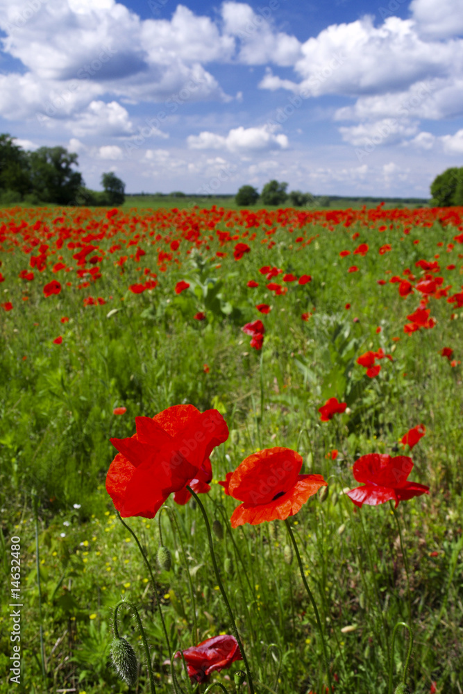Fototapeta premium red poppies