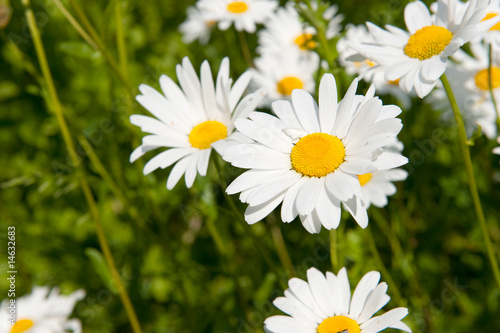 Daisies