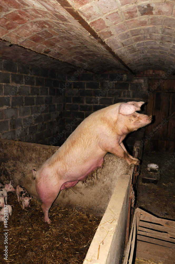 piggy