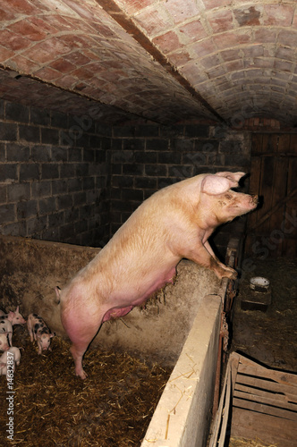 Obraz na płótnie piggy w salonie