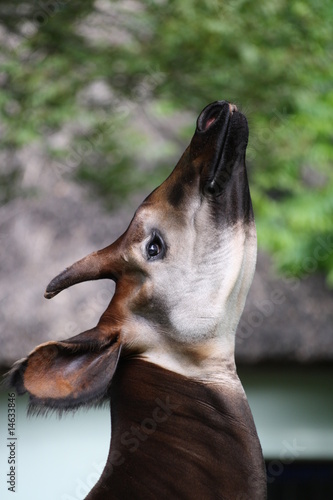 Okapi