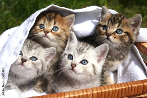 4 małe koty domowe