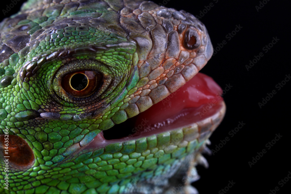 Obraz premium green iguana