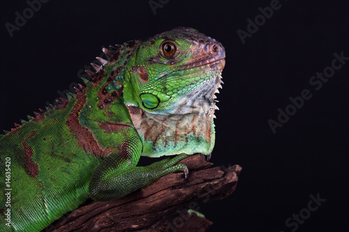 green iguana © erllre