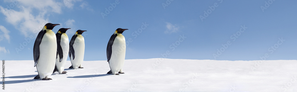 Naklejka premium Panorama pingwina