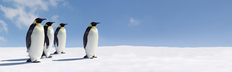 Poster Antarctica Panorama van pinguïnkolonie op ijs  © Jan Will