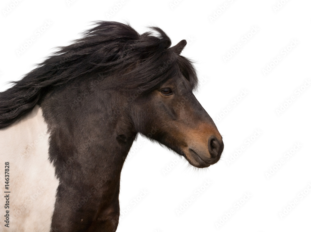 Obraz premium portrait of galloping pony stallion isolated on white