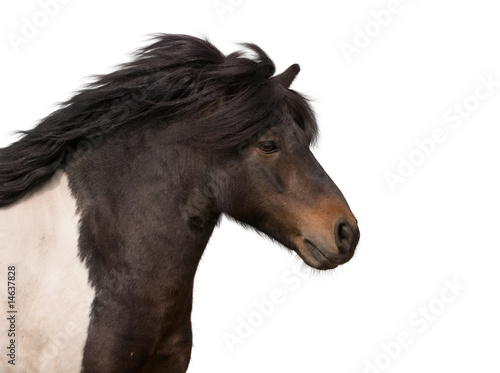 portrait of galloping pony stallion isolated on white