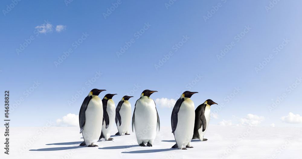 Naklejka premium Pingwiny