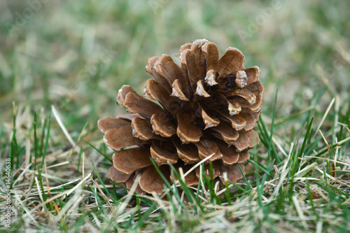 Pine Cone