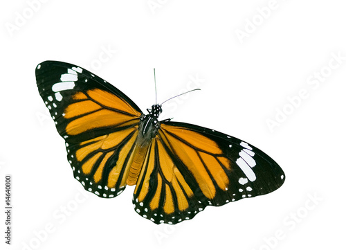 Isolated Butterfly with clipping path © Anson