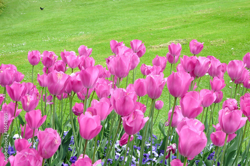 par-terre de tulipes roses