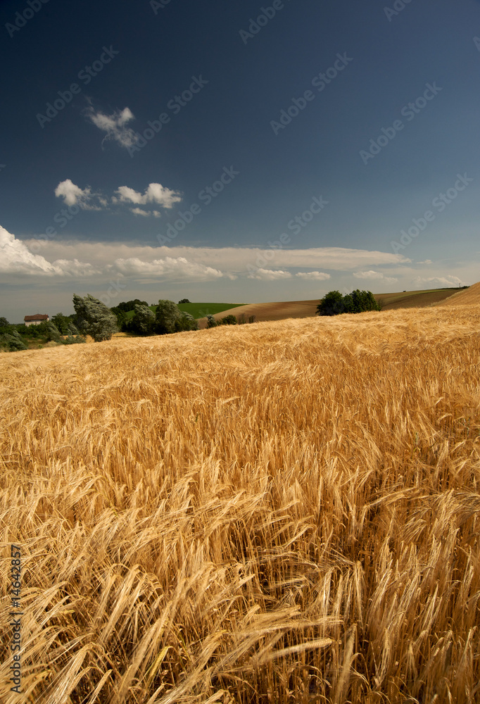 campo di grano