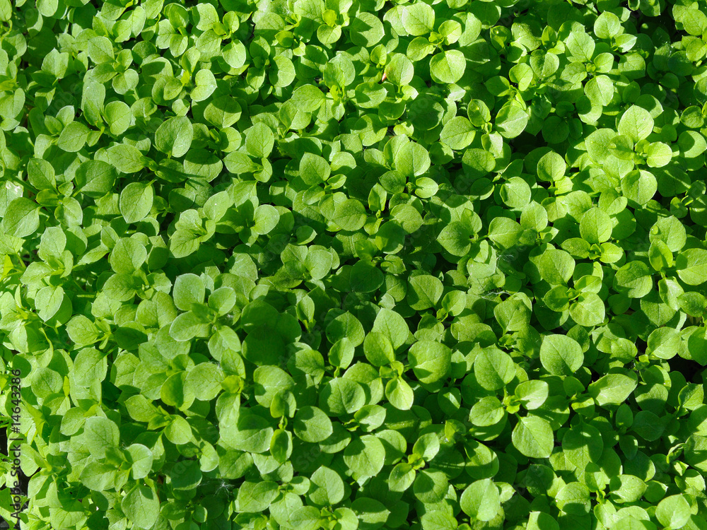 Leaves Leaves