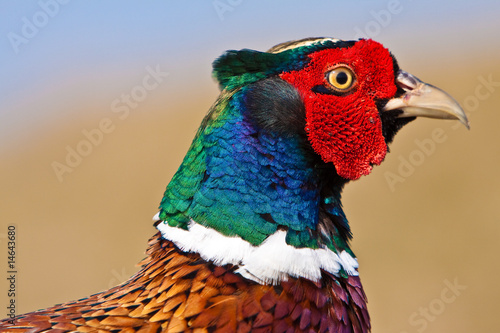 Pheasant male closeup