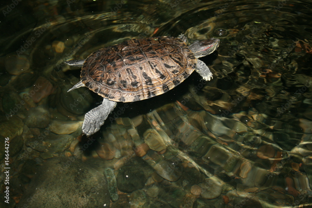Turtle Turtle
