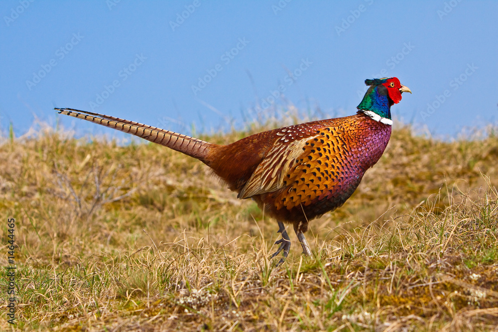 Fototapeta premium Pheasant male in the dunes