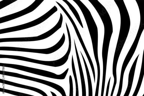Zebra Textur 02