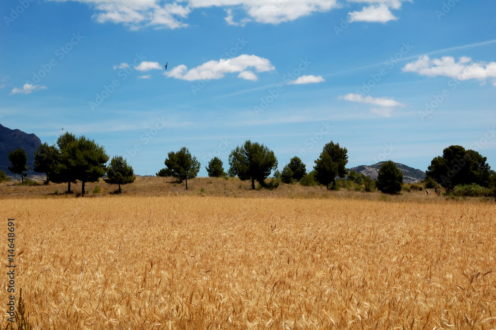 Harvest time - Ripe wheat field