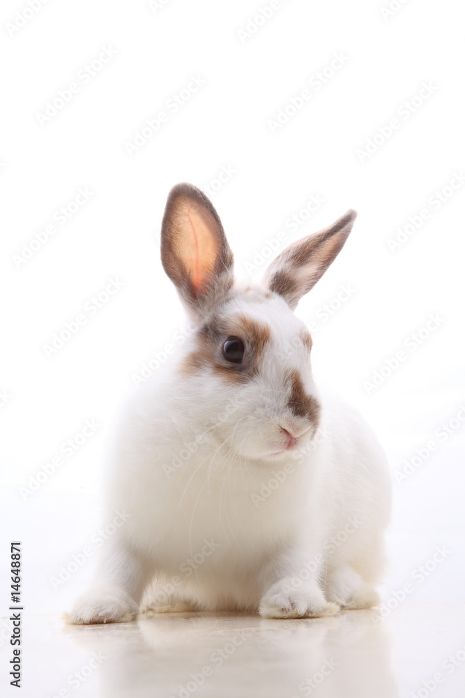 うさぎ うさぎ