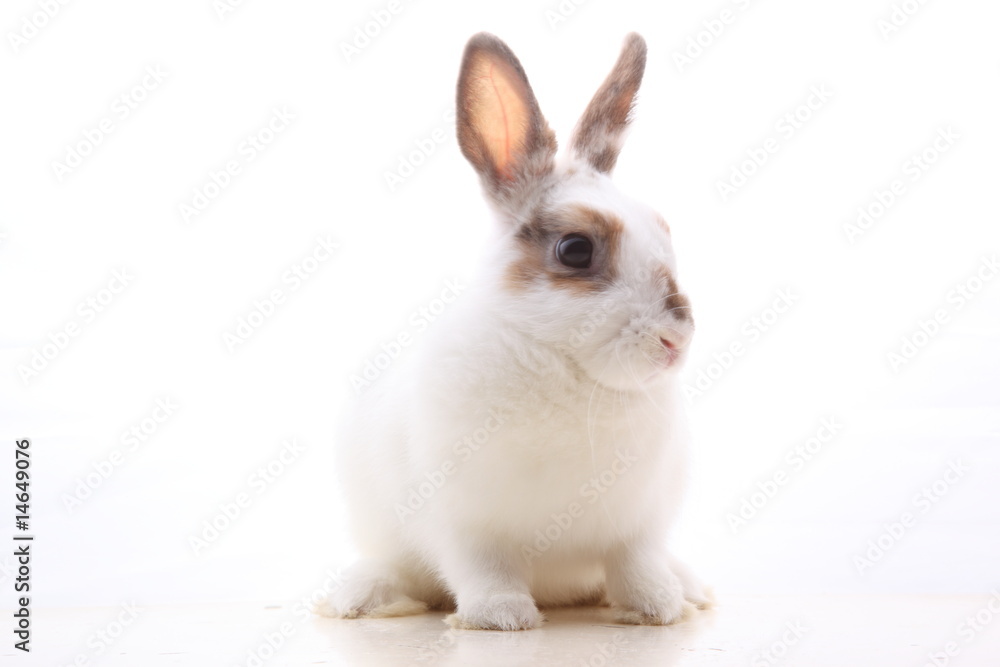 うさぎ うさぎ