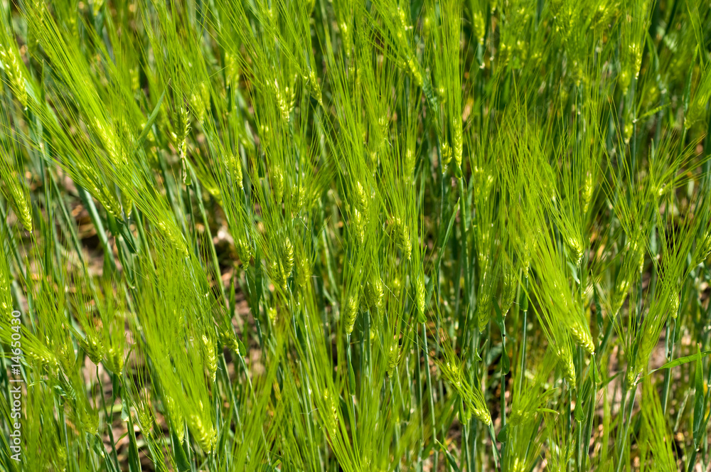 Obraz premium Green wheat field