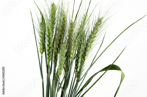 Blé (Triticum)