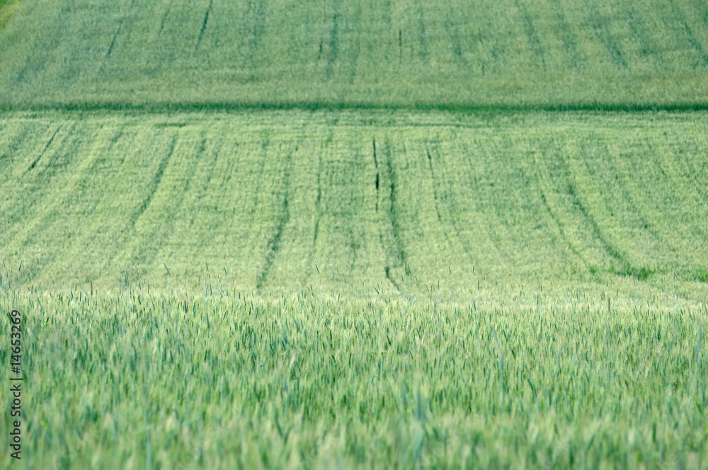 Kornfeld Kornfeld