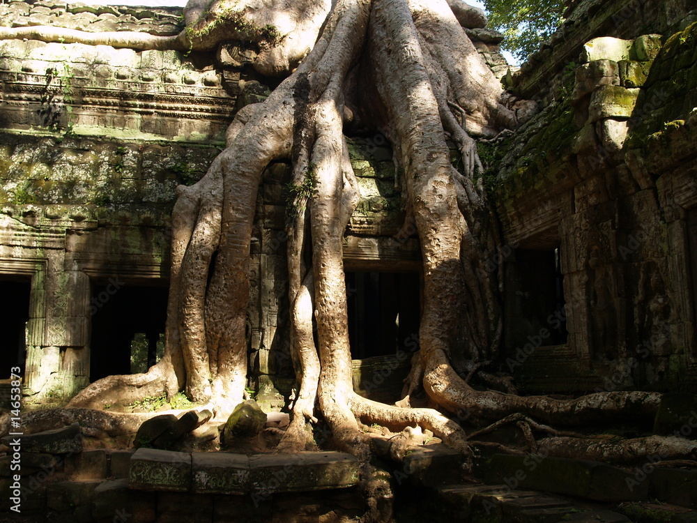 Tree taking over the temples, Angkor, Cambodia