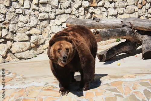 Photography Brown bear