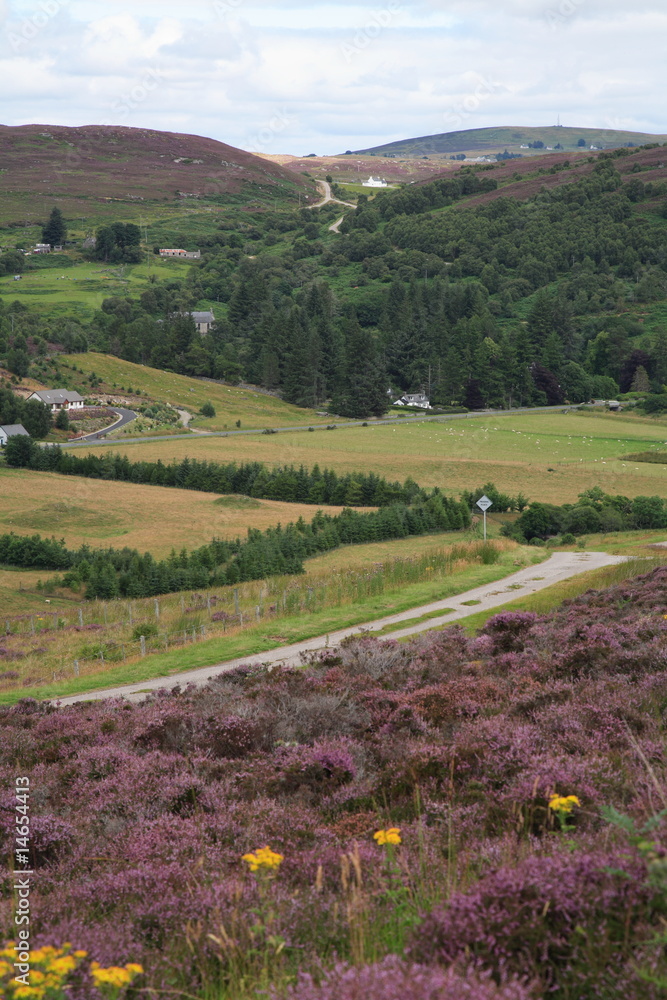 Fototapeta premium heather at rogart