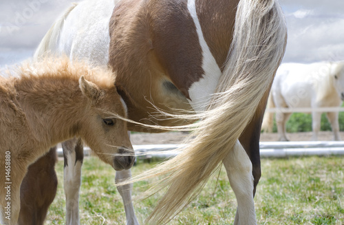 Obraz na plátně Miniature Horse Foal Standing Beside Mother