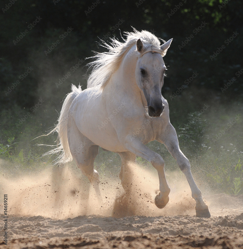 Naklejka premium biały koń biegnie galopem w pyle
