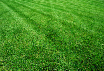 lawn