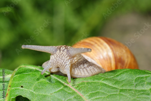 snail