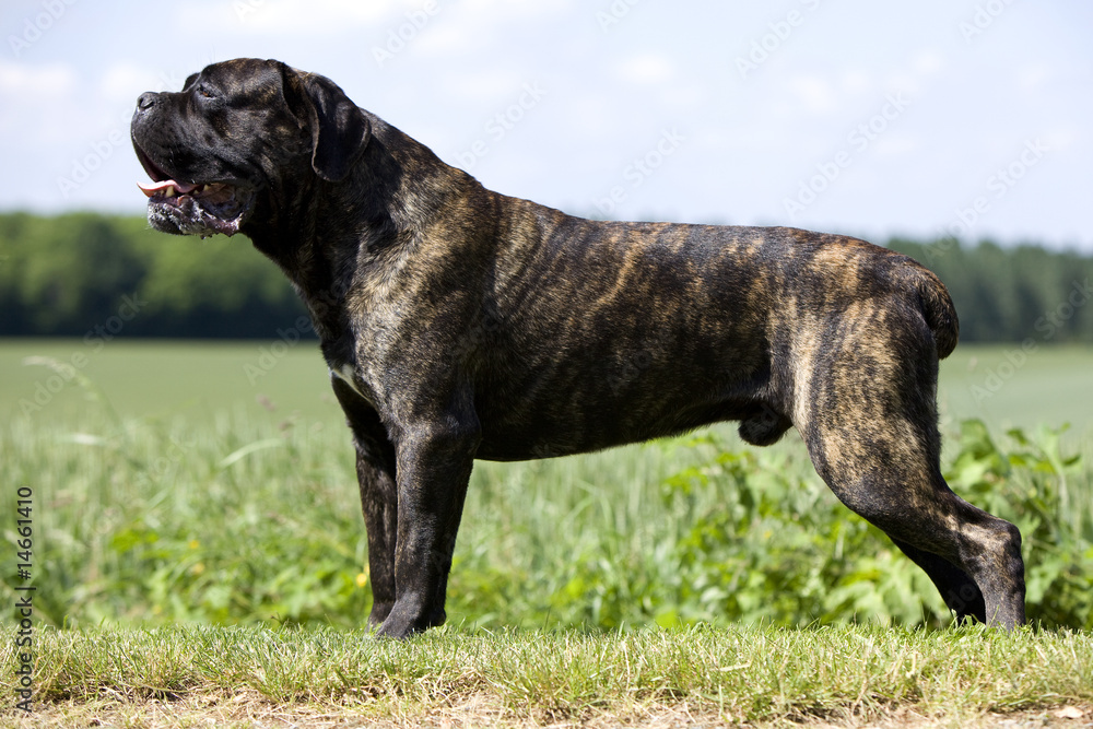 chien cane corso bringé de profil en position standard