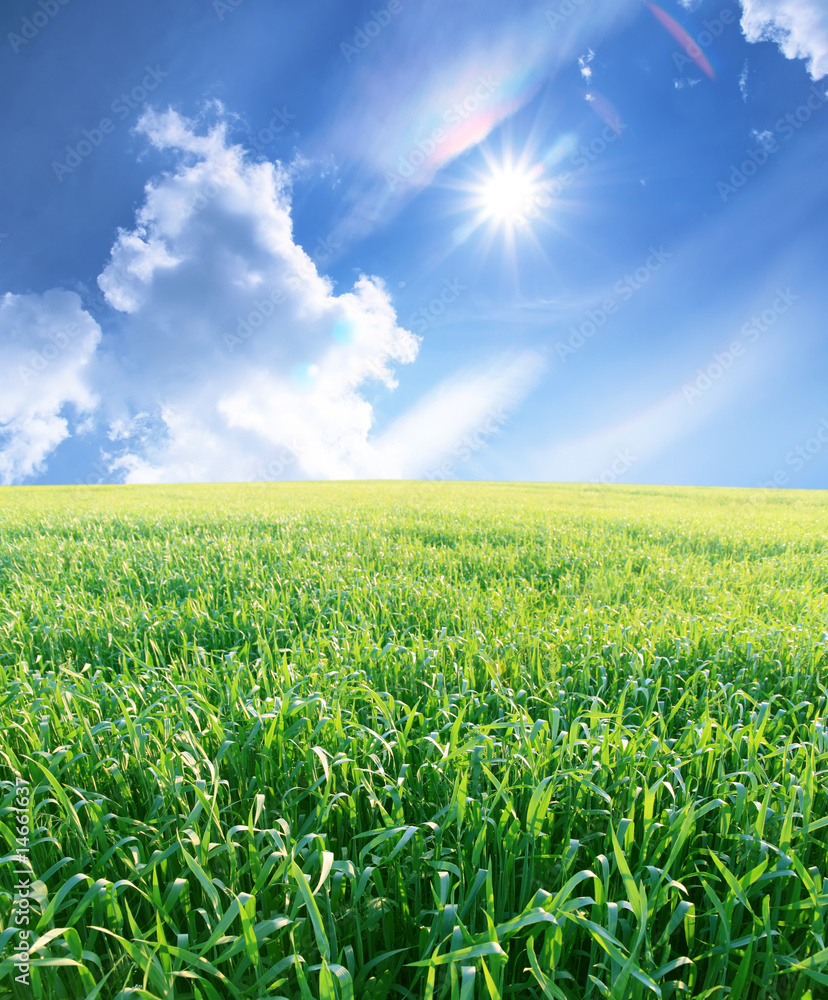 Summer sunny landscape Summer sunny landscape