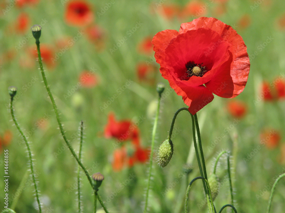 Obraz premium Coquelicots