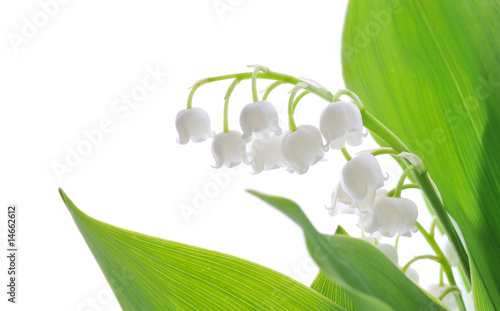 Lily of the valley