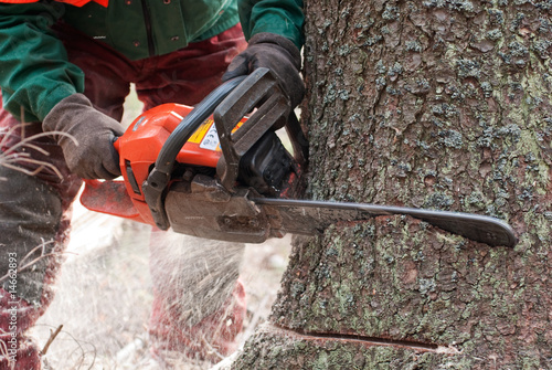 Forstarbeiter beim Baumfällen