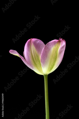 Tulpenbluete; Mehrfarbig