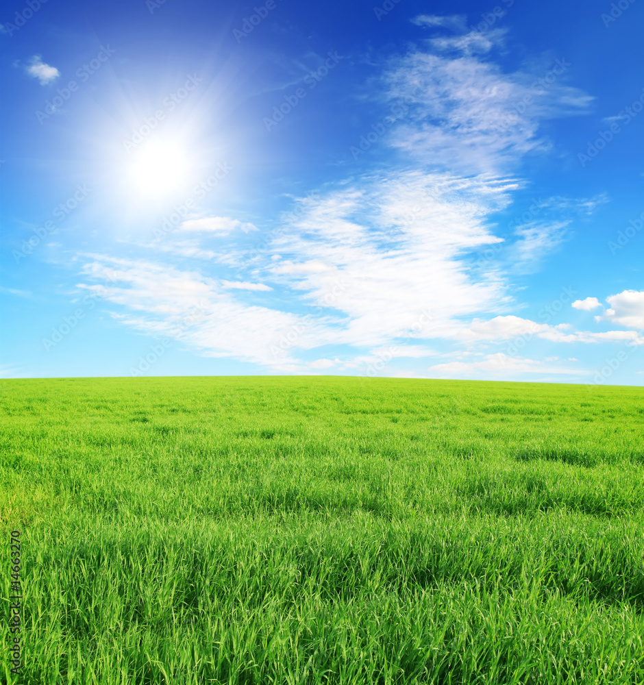Summer field Summer field