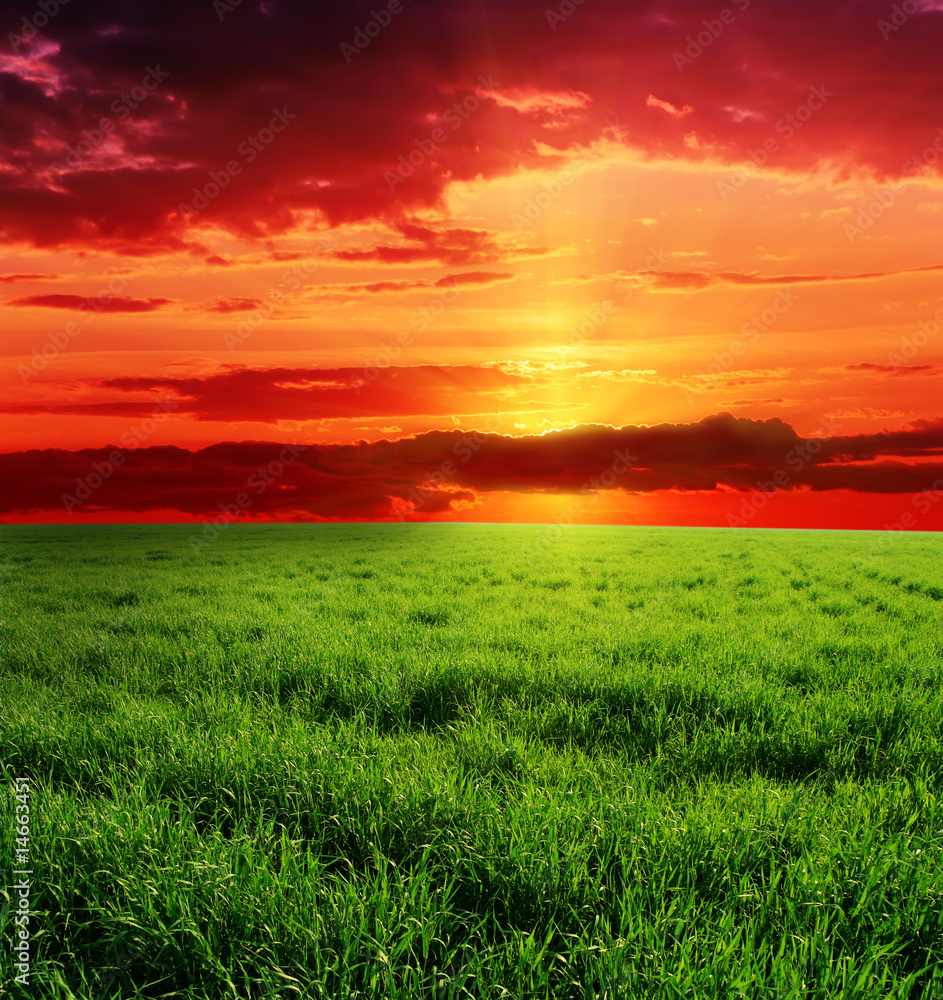 Green summer field and beauty sunset