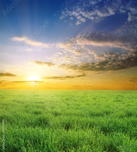 Green summer field and beauty sunset © nadiya_sergey