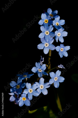 Forget-me-not flower