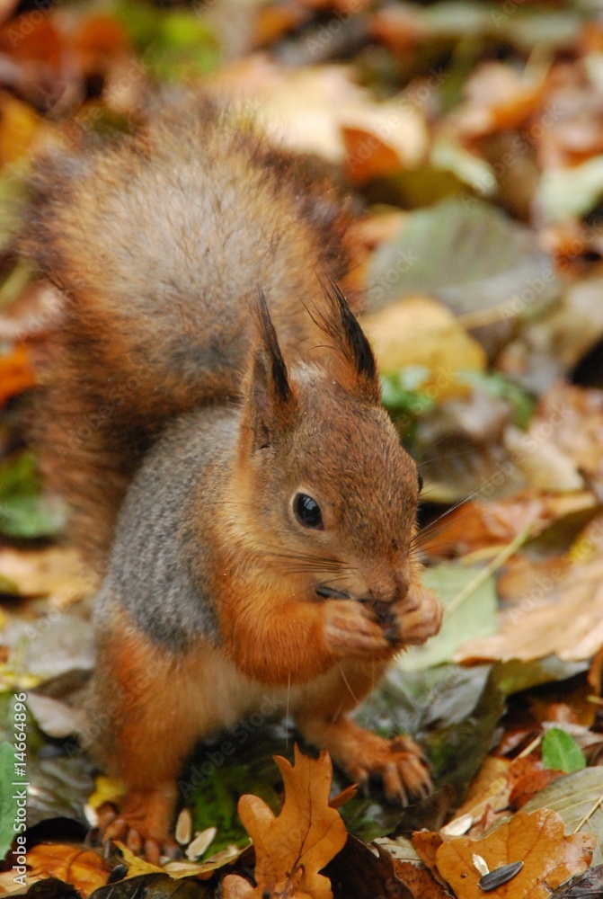 Squirrel Squirrel