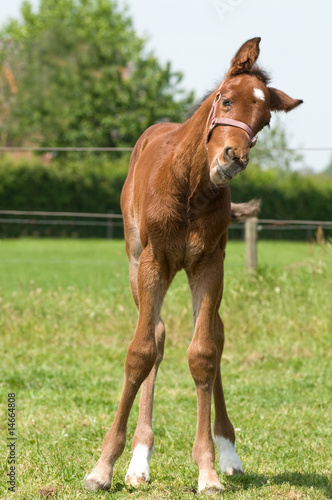 Cute 10 day old foal looking funny
