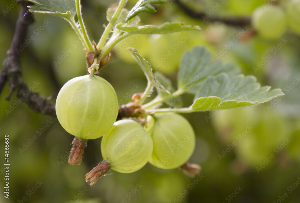 gooseberries 3