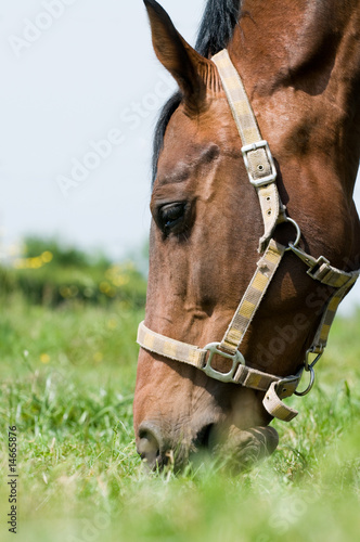 Horse closeup eating © Marcel Mooij