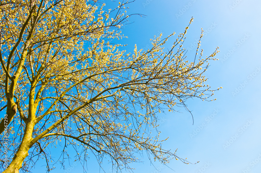 Spring tree in front of the blue sky Spring tree in front of the blue sky